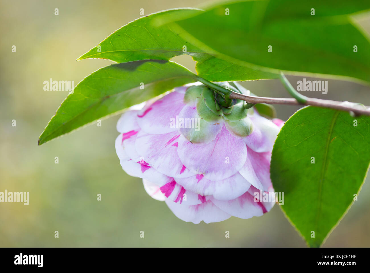 A il retro di un fiore di Camellia (Camellia japonica) rovesciato, rosa e bianco, sepali visibili. Foto Stock