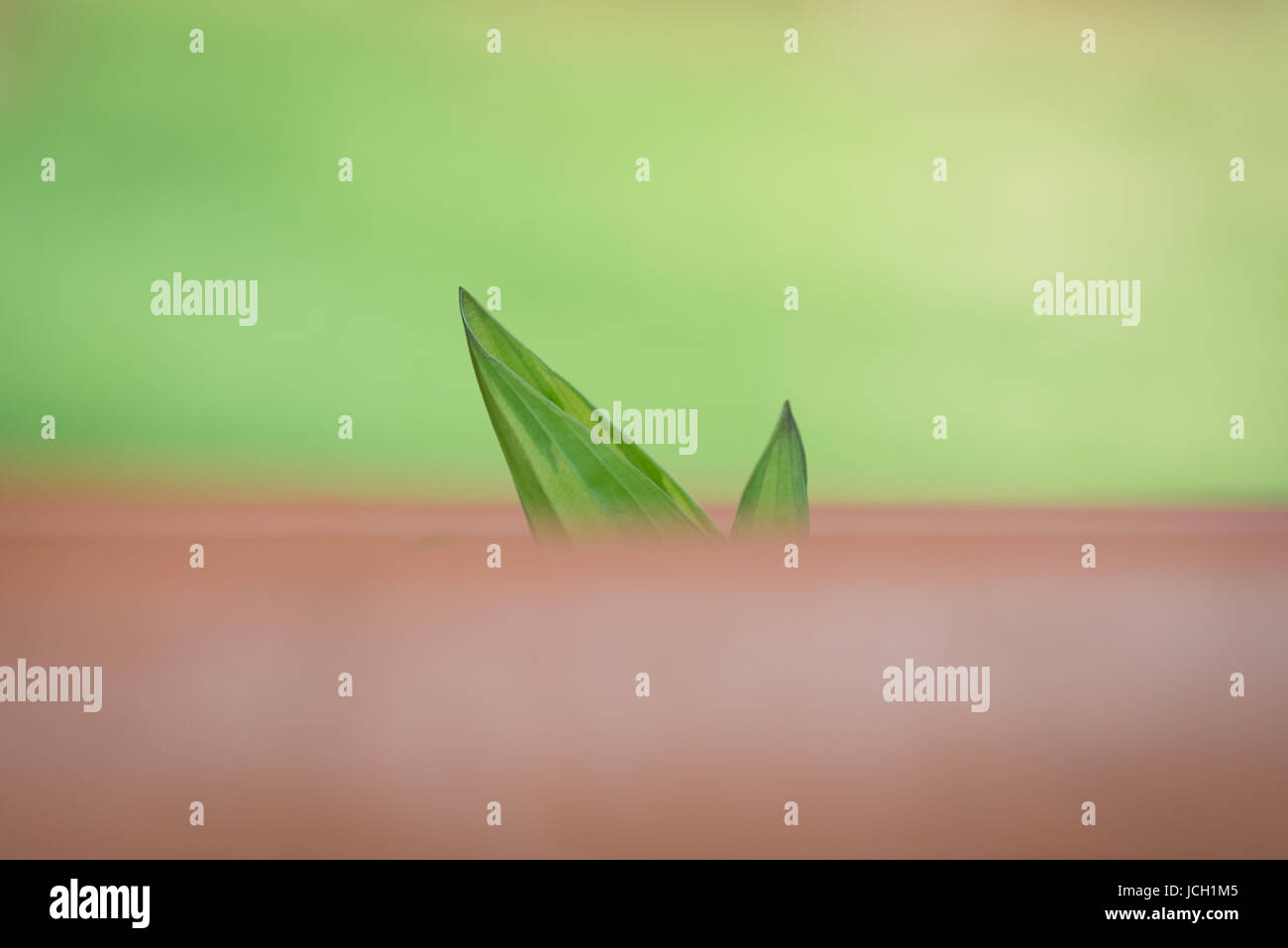 Le punte di due foglie di Hosta variegate, che iniziano a crescere in primavera, sbirciano oltre il bordo del loro contenitore. Foto Stock