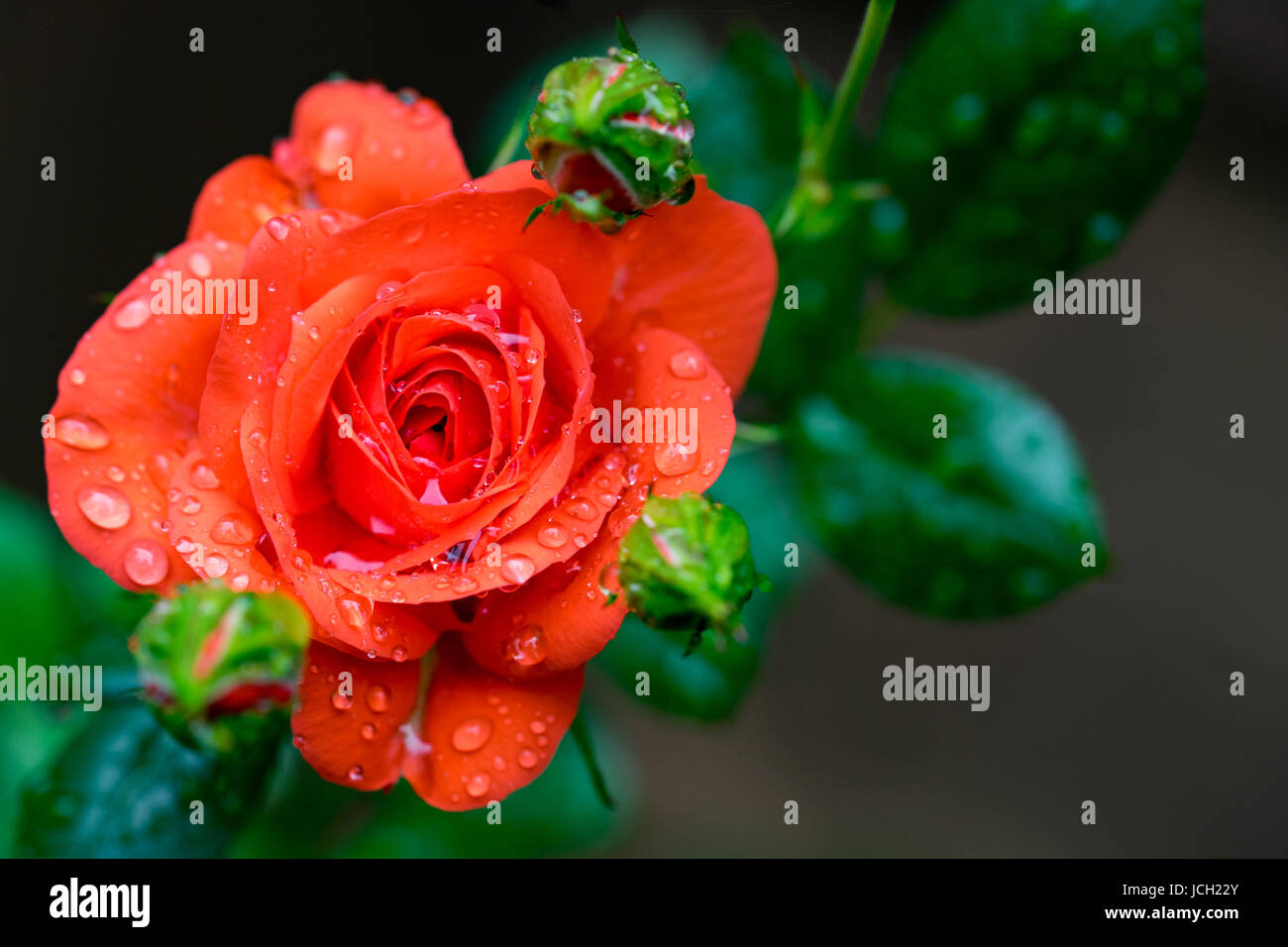 Primo piano di un red rosebud con gocce di pioggia Foto Stock