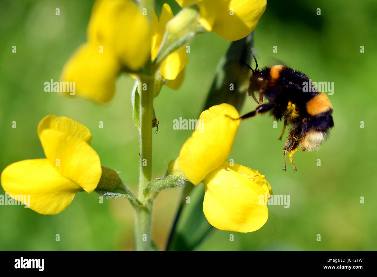 Flying Bumblebee sbarco di Lathyrus davidii fiore giallo. Foto Stock