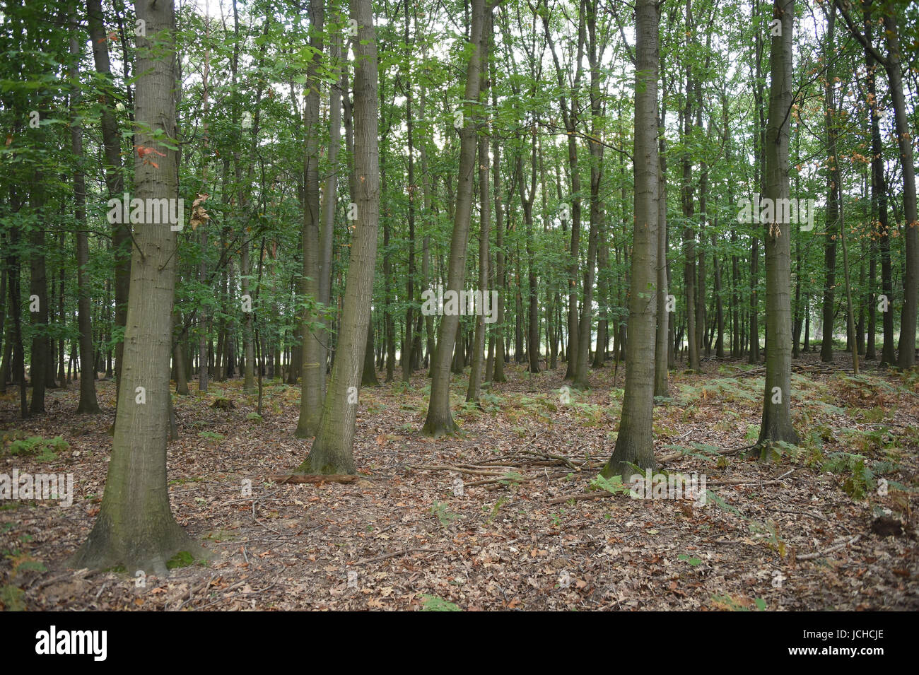 Wahner Heide Foto Stock