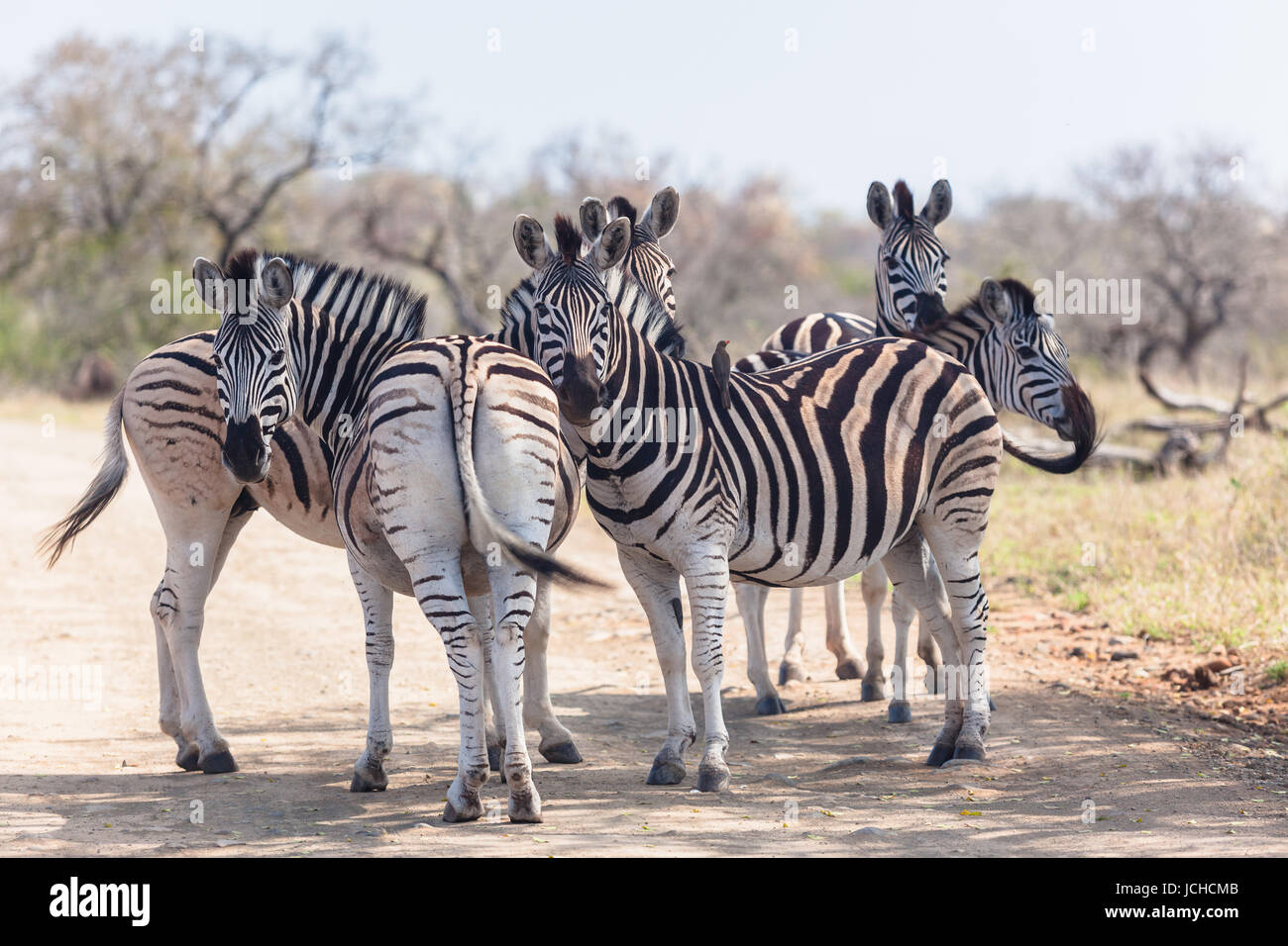 Wildlife zebra animali su strada sterrata insieme sotto l'ombra di albero di alert per pericoli Foto Stock