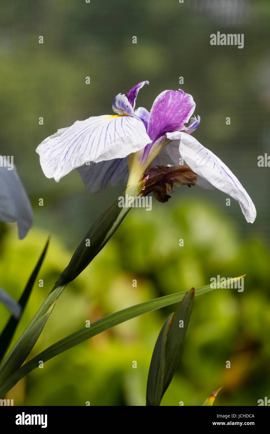 Bianco venato cade e viola le norme dell'estate precoce fioritura acqua, iris Iris ensata 'Dresden Cina " Foto Stock
