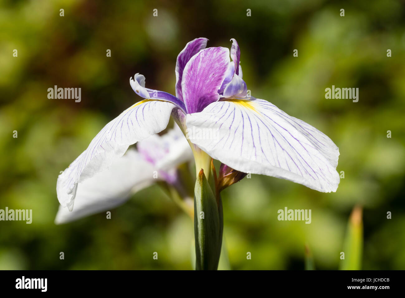 Bianco venato cade e viola le norme dell'estate precoce fioritura acqua, iris Iris ensata 'Dresden Cina " Foto Stock