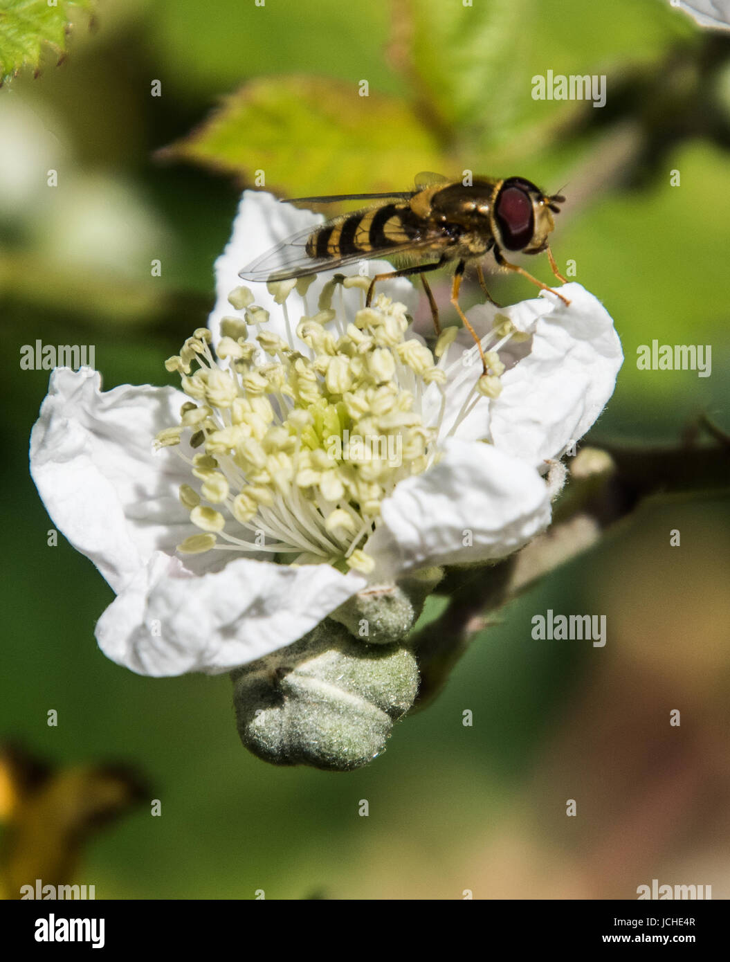 Blackberry blossom e hoverfly Foto Stock
