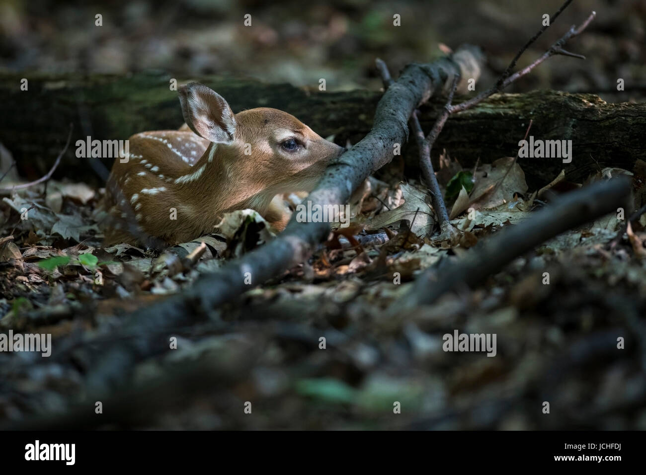 Fawn culbianco deer nascosto accanto a un log. Foto Stock