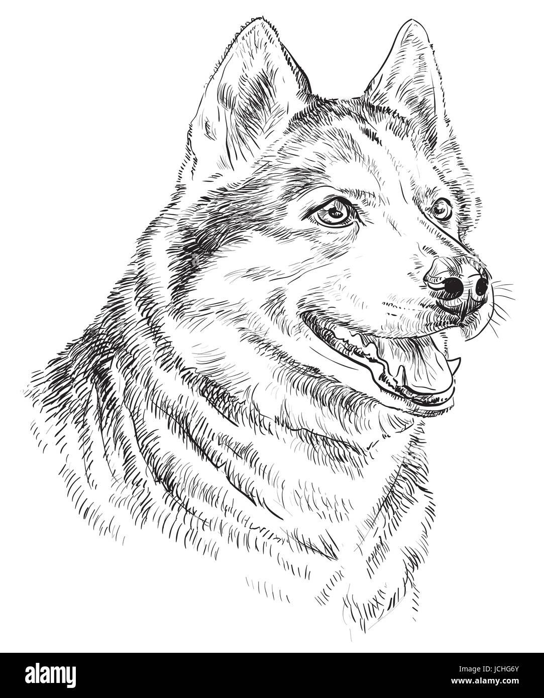 Ritratto di vettore di siberian husky in colore nero del disegno a mano illustrazione su sfondo bianco Illustrazione Vettoriale