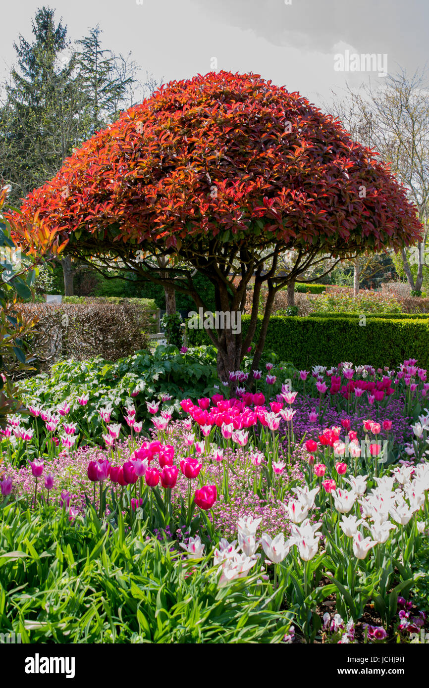 Close-up di con colori vividi i tulipani in primavera in Normandia, Francia Foto Stock