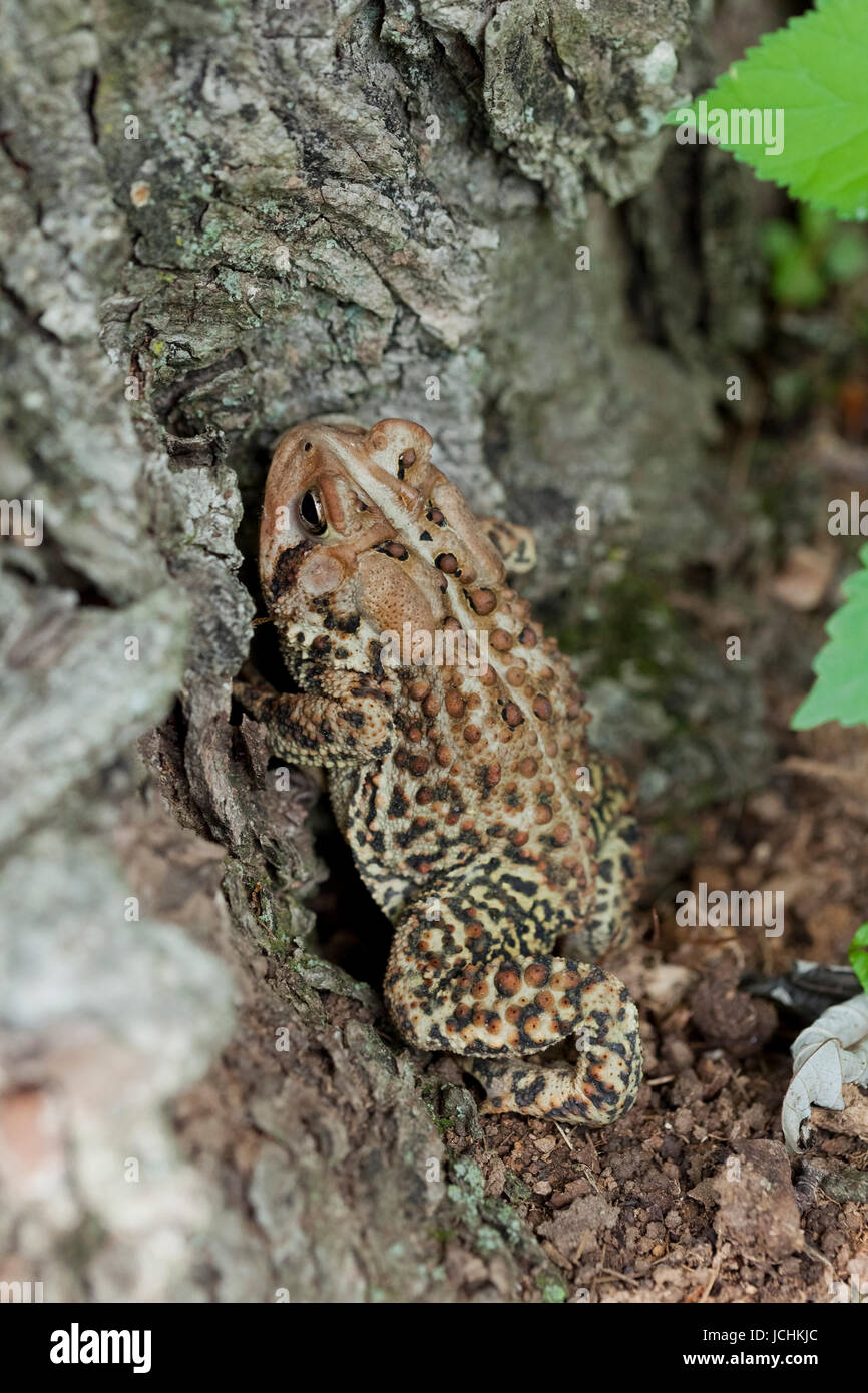 Nord America di Fowler Toad - Virginia STATI UNITI D'AMERICA Foto Stock