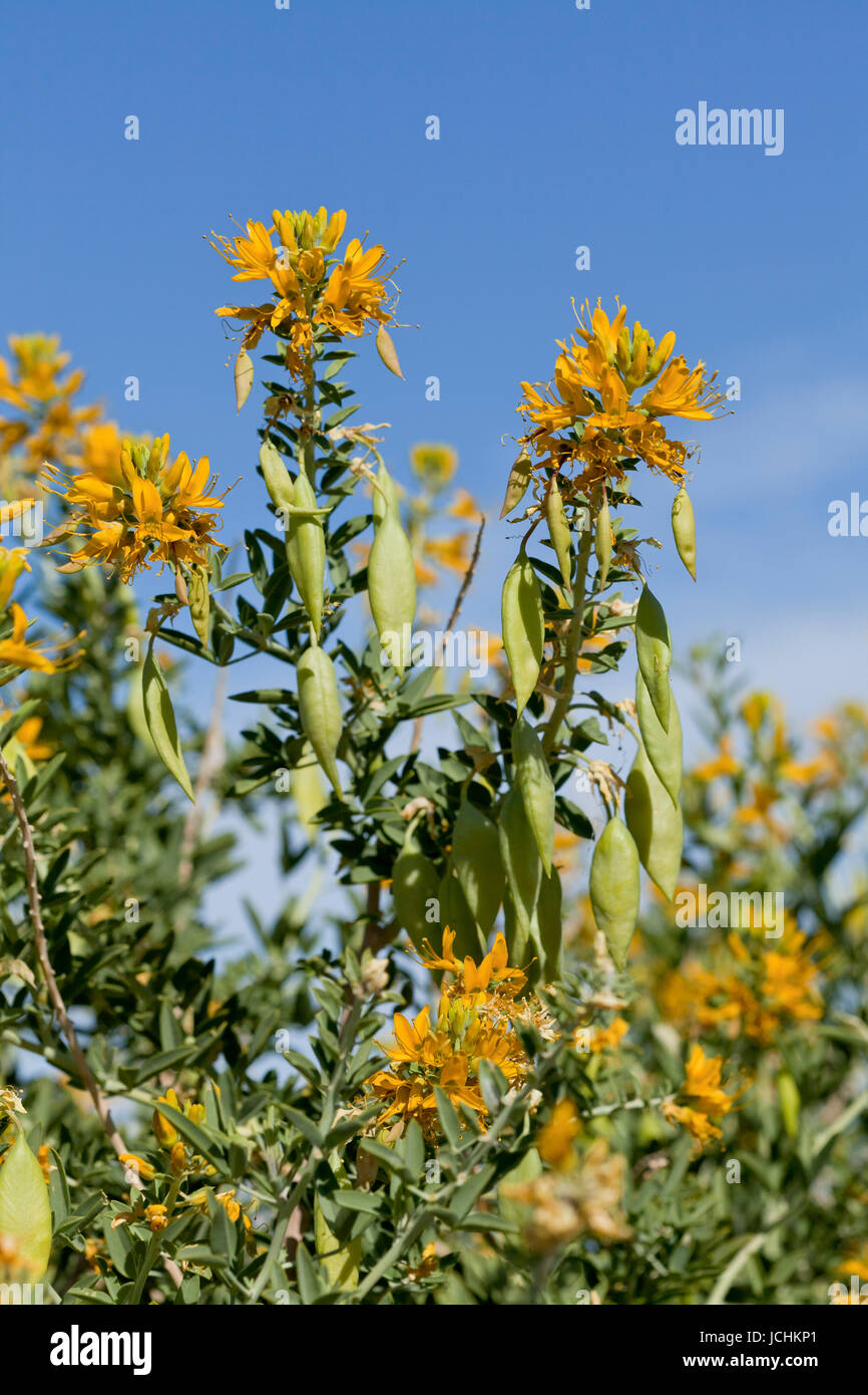 Bladderpod bush (Peritoma arborea) visualizzazione di fiori gialli e cialde in primavera - Deserto Mojave, California USA Foto Stock