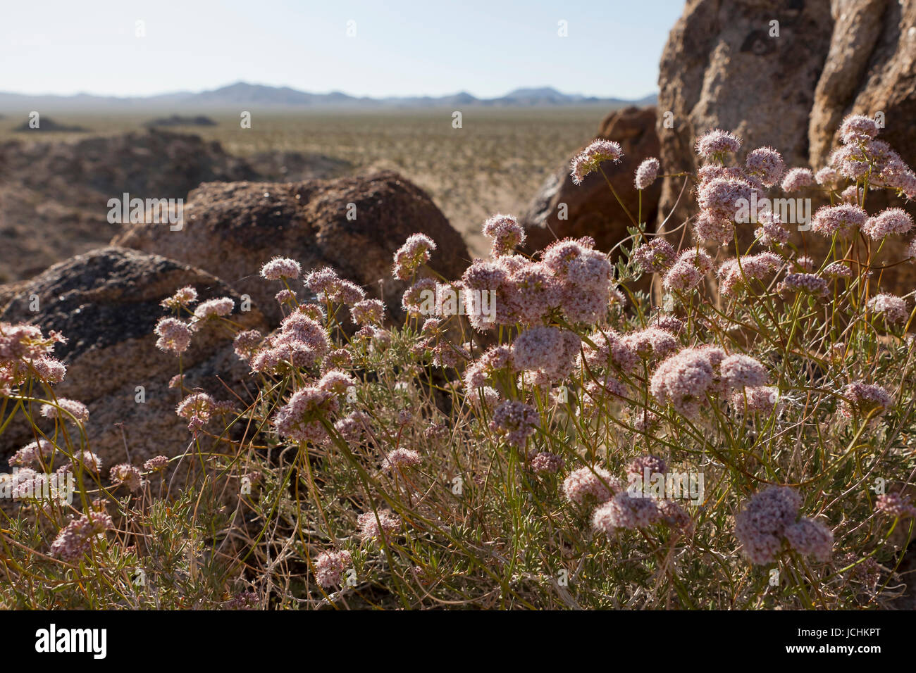 In California il grano saraceno (Eriogonum fasciculatum) impianto - Deserto Mojave, California USA Foto Stock