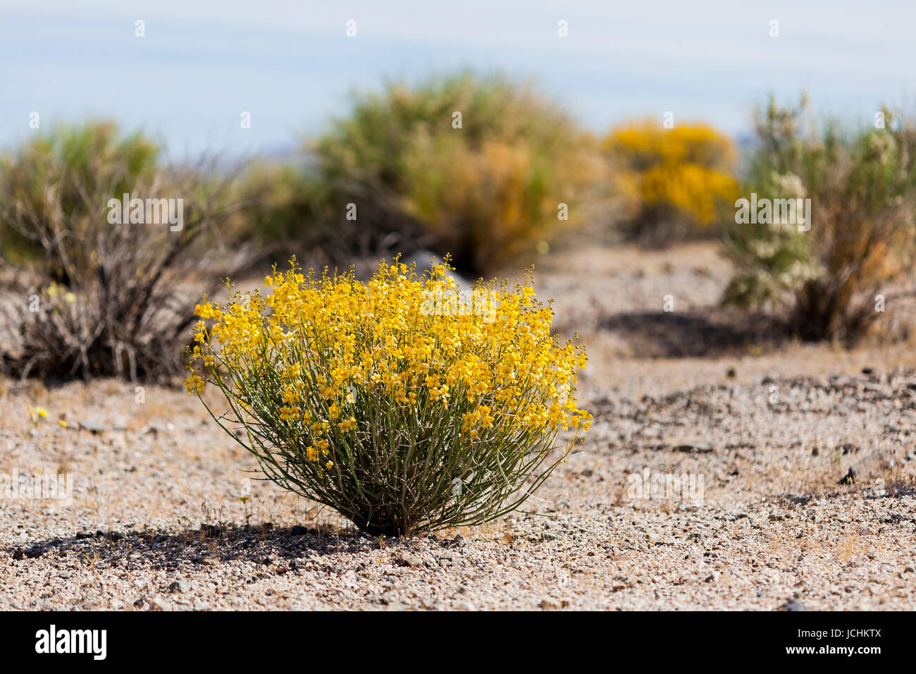 Deserto di fioritura e senna bush (Senna armata) sul pavimento del deserto - Deserto Mojave, California USA Foto Stock