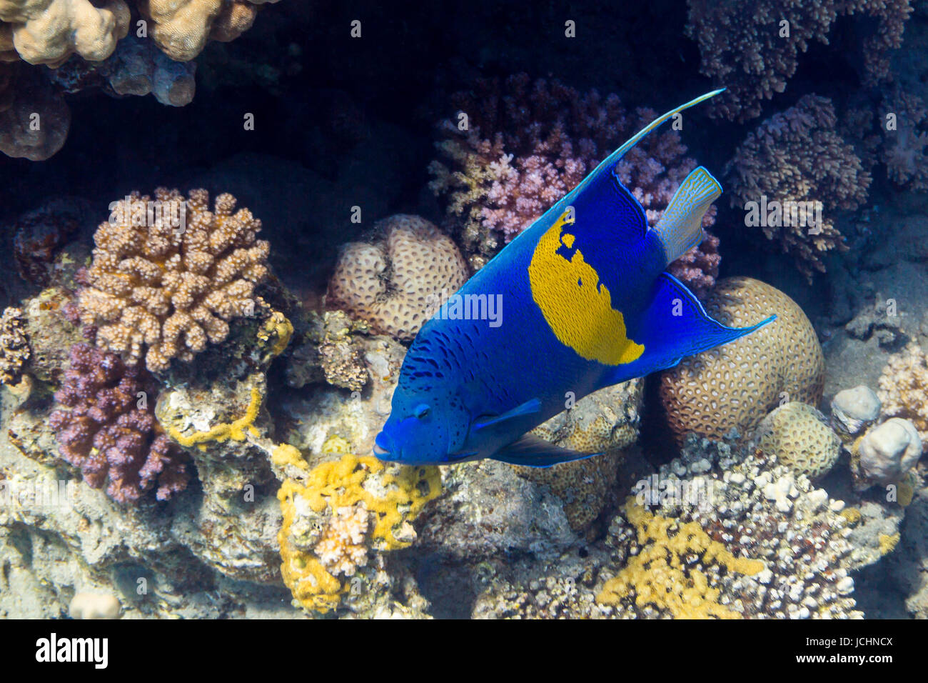 Sichel-Kaiserfisch - Blu Pomacanthus maculosus in Egitto, Mar Rosso Foto Stock