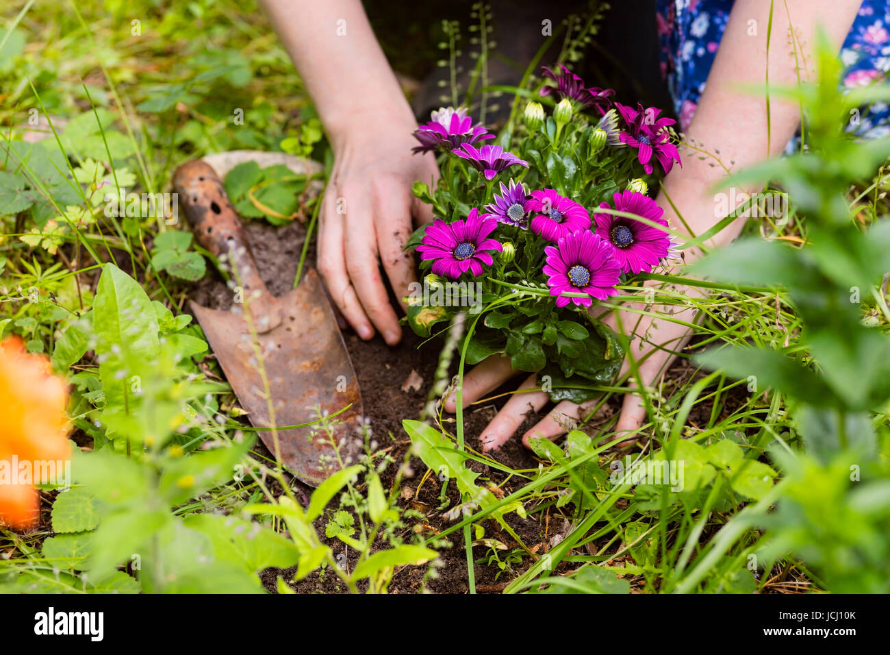 Blumen pflanzen, piantagione di fiori con la mano di una donna Foto Stock