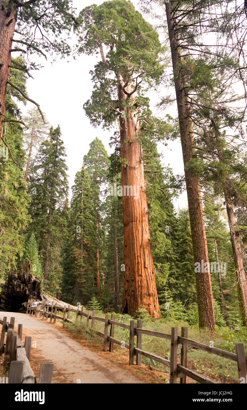 Grande albero di sequoia stimato in oltre duemila anni Foto Stock