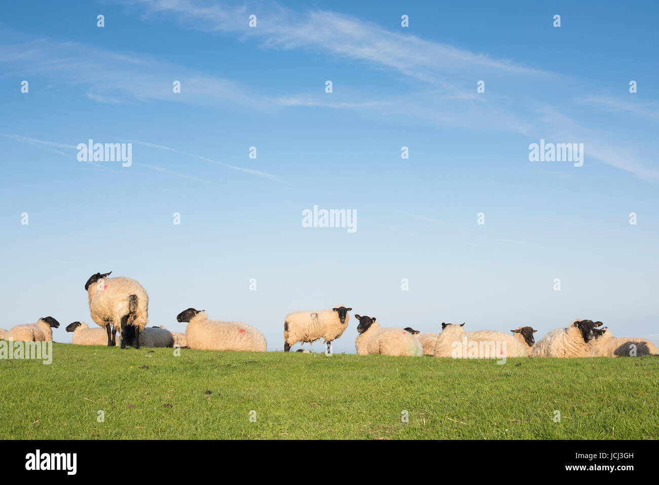 Suffolk pecore sulla sommità della collina di Broadway al mattino presto la luce del sole. Broadway, Worcestershire, Cotswolds, Inghilterra Foto Stock