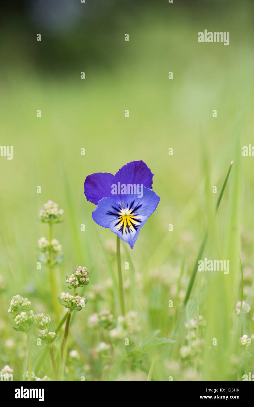Viola tricolore. Wild pansy / Heartsease fiore in erba. Regno Unito Foto Stock