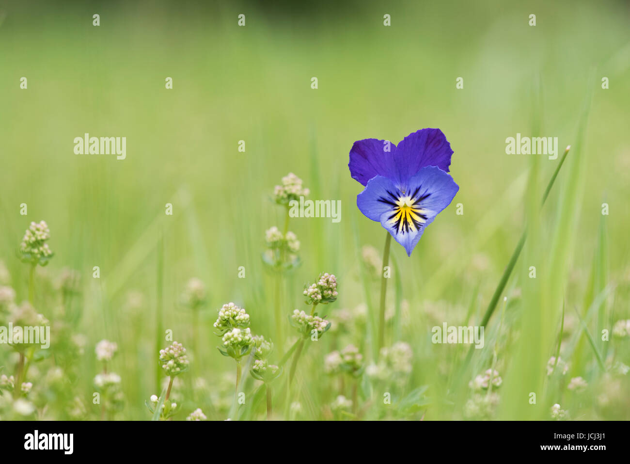 Viola tricolore. Wild pansy / Heartsease fiore in erba. Regno Unito Foto Stock