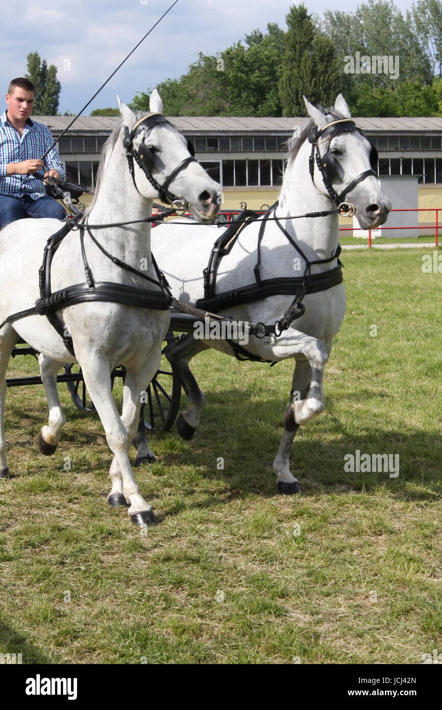 Cavalli al galoppo verso un ostacolo su Show Jumping Foto Stock