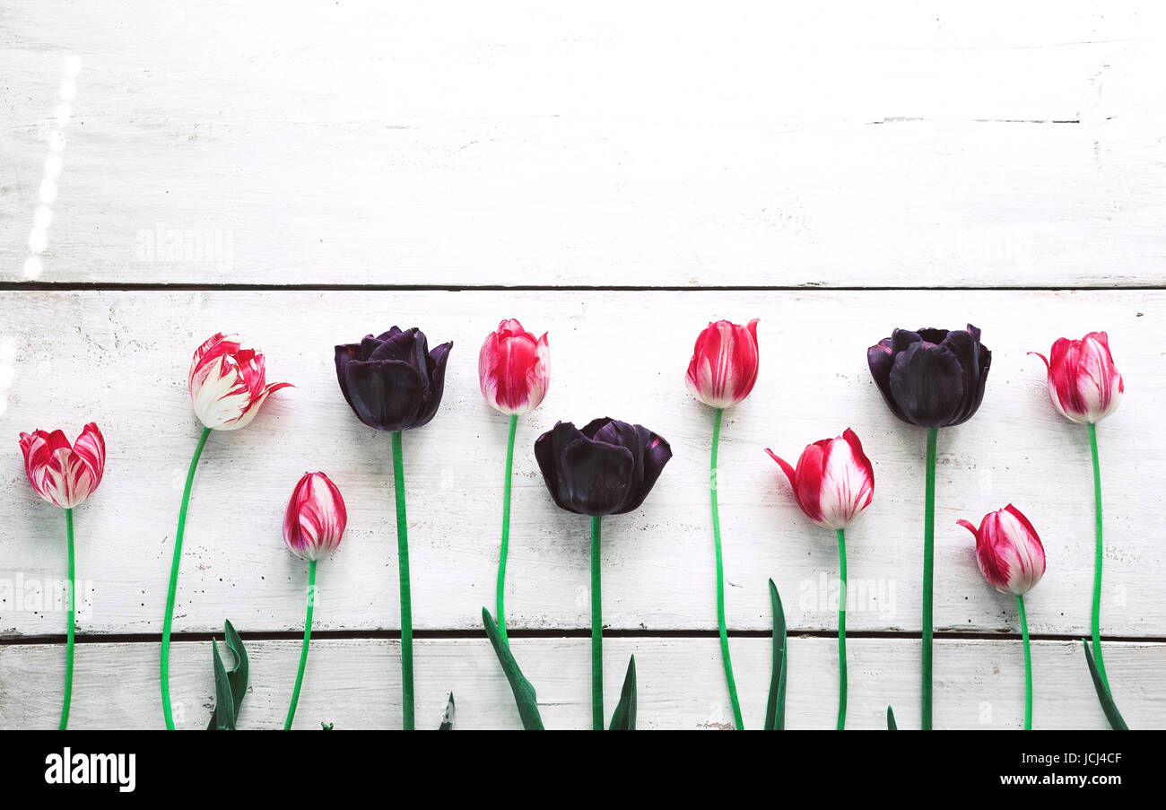 Rosa e viola i tulipani su una tavola di legno bianco sullo sfondo della scheda. Foto Stock