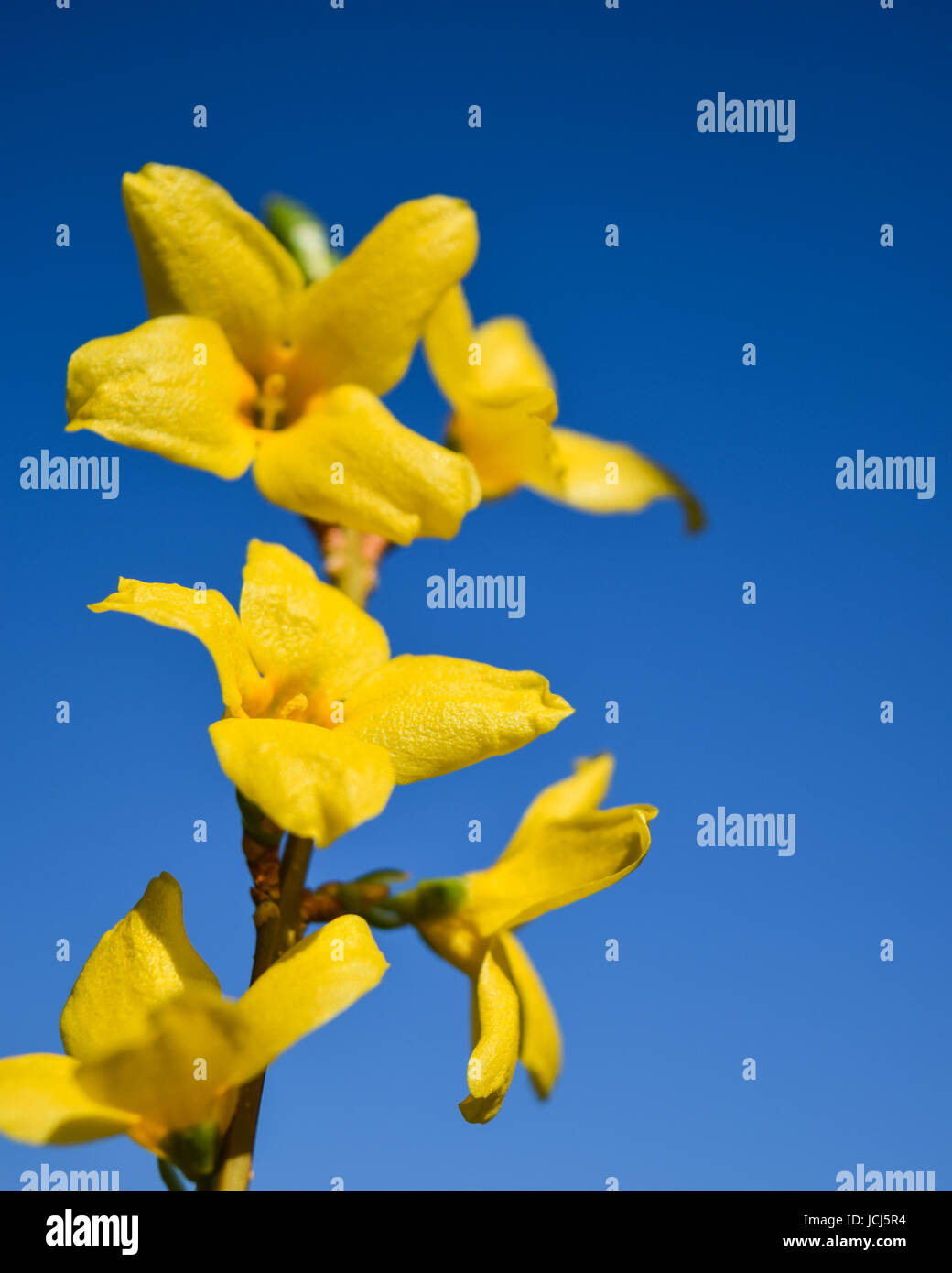 Coltivazione di fiori, molla arbusto a fioritura Foto Stock