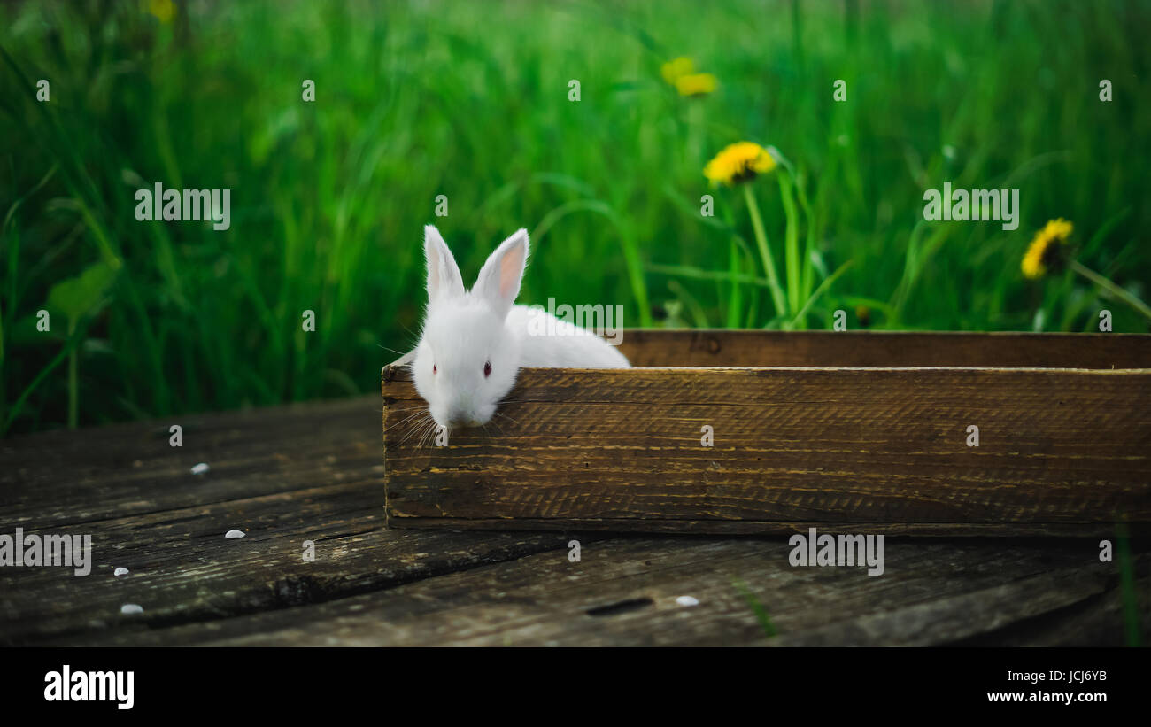 Piccolo coniglio bianco si trova in una scatola su una tavola di legno su uno sfondo di erba e tarassaco giallo su un giorno di estate, concetto: un coniglietto lanuginoso in una scatola. Foto Stock