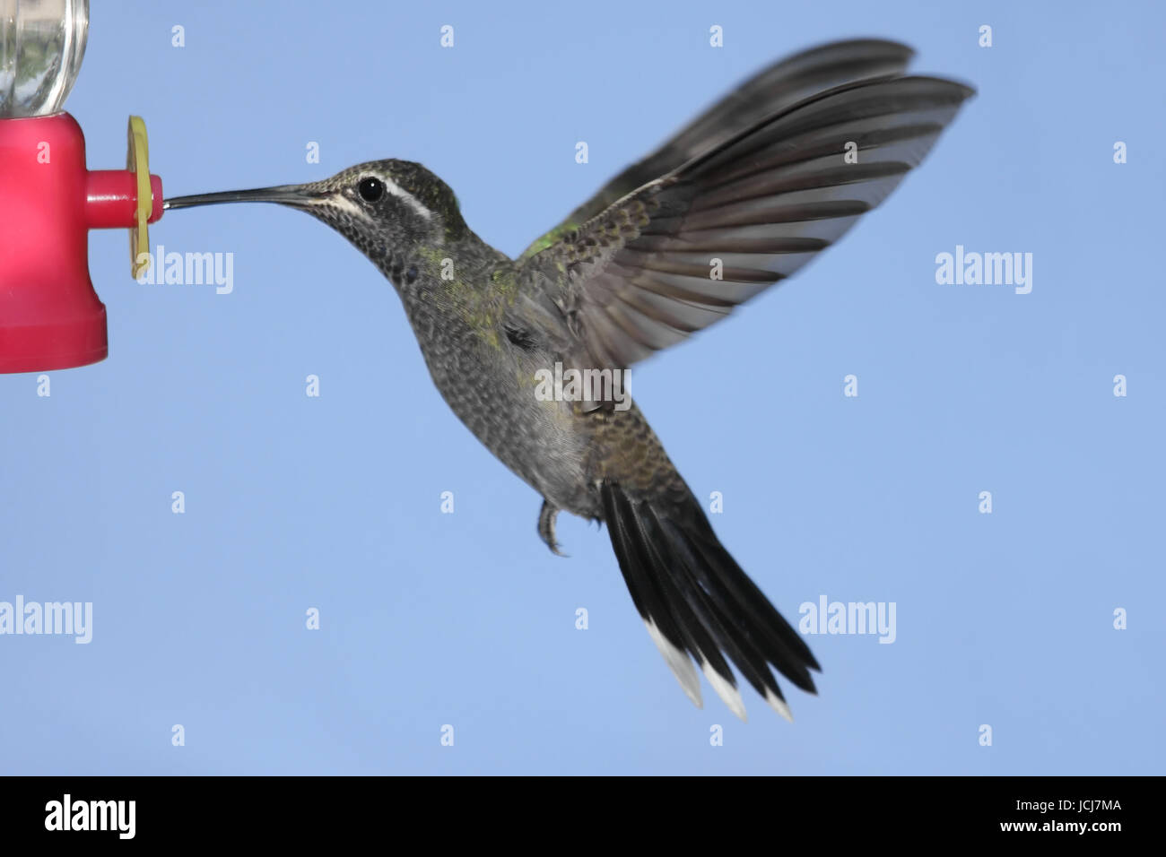 Blu-throated Hummingbird (lampornis clemenciae) in volo ad un alimentatore Foto Stock