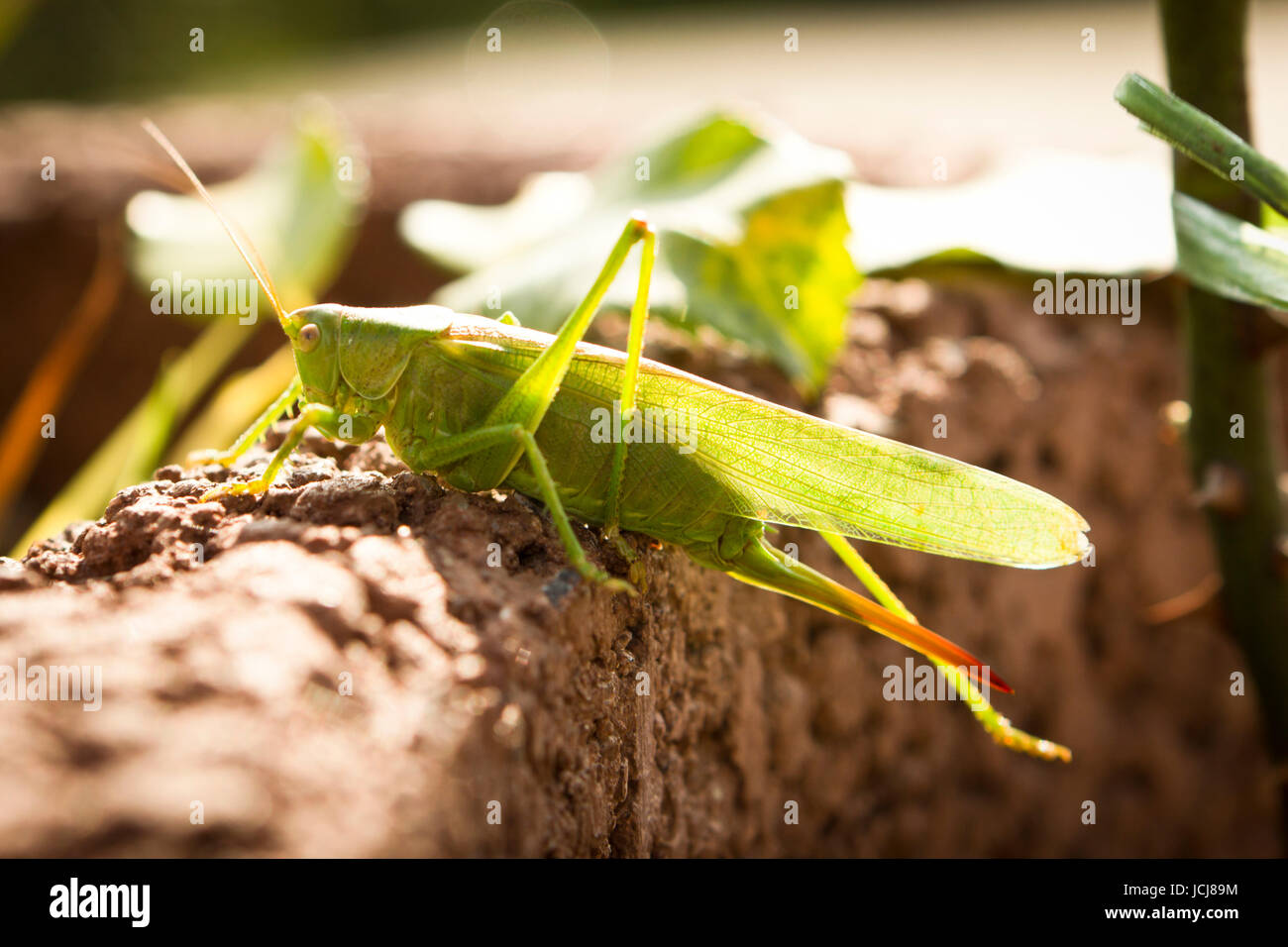 Heuschrecke als Nahaufnahme sitzend auf einer Steinmauer Foto Stock