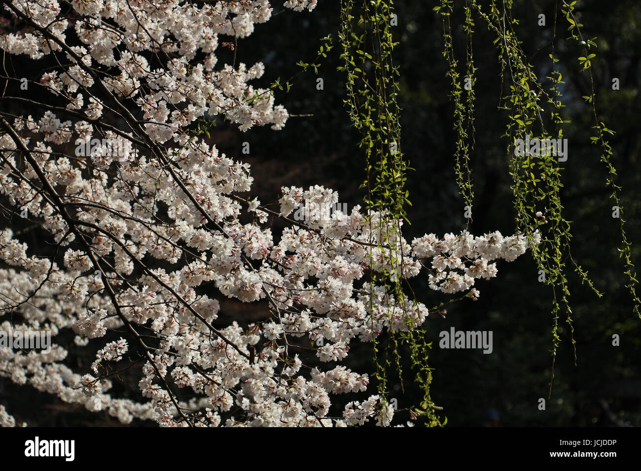 Bella bianco ciliegio, Somei Yoshino, nel pieno fiore nel giardino presso il Santuario Yasukuni, Tokyo, Giappone in piena luce solare con foglie pendenti. Foto Stock