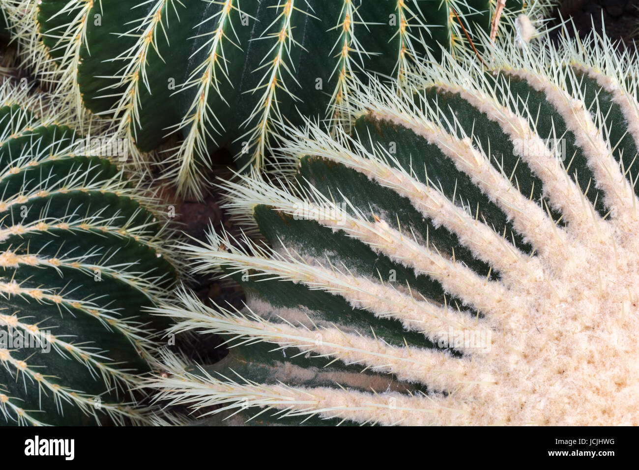 Sharp spine sporgono dal verde di un barile cactus. Foto Stock