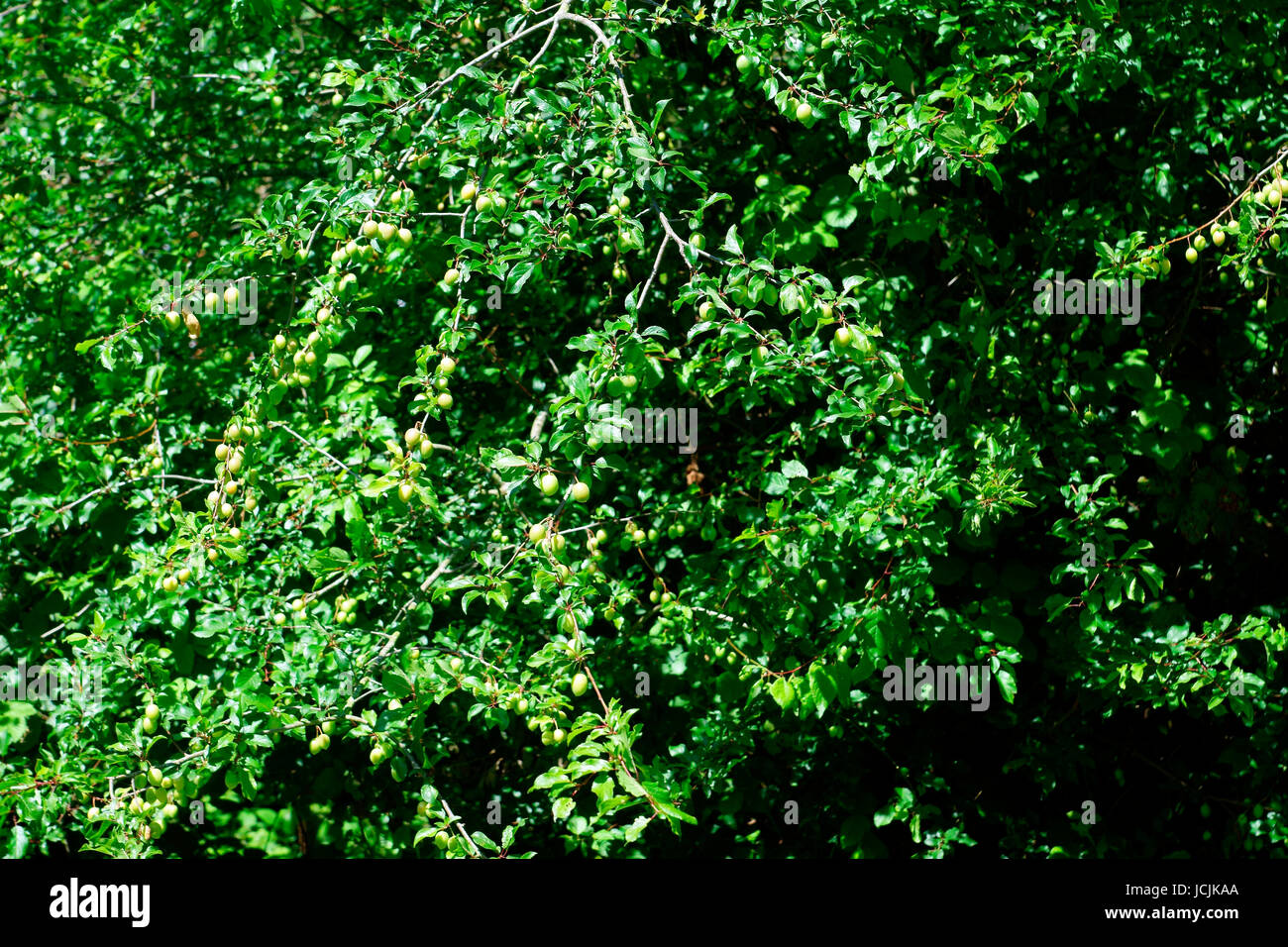 Prugne selvatiche hedge end Foto Stock