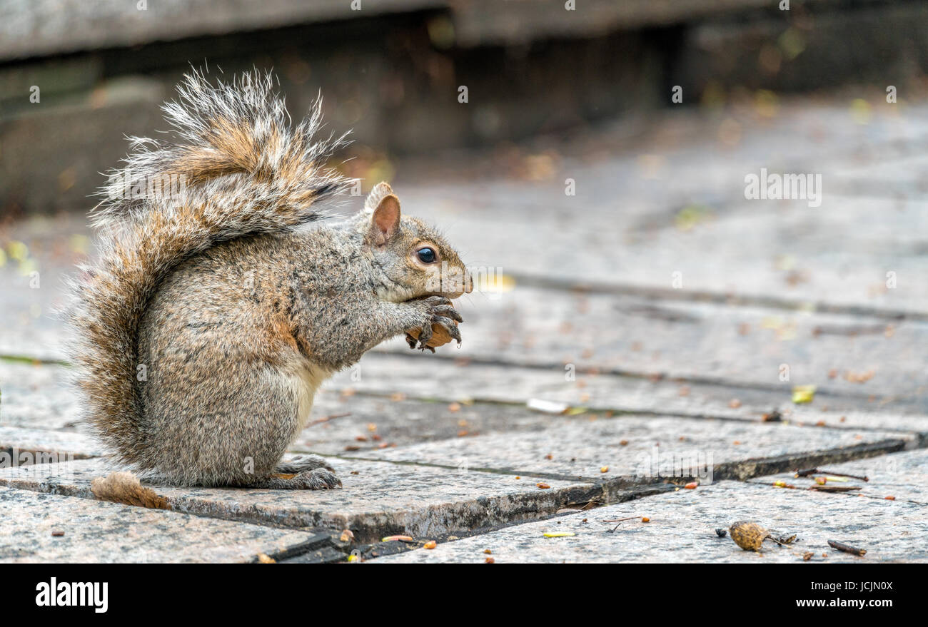 Orientale scoiattolo grigio mangia una noce su Piazza della Trinità a Toronto in Canada Foto Stock