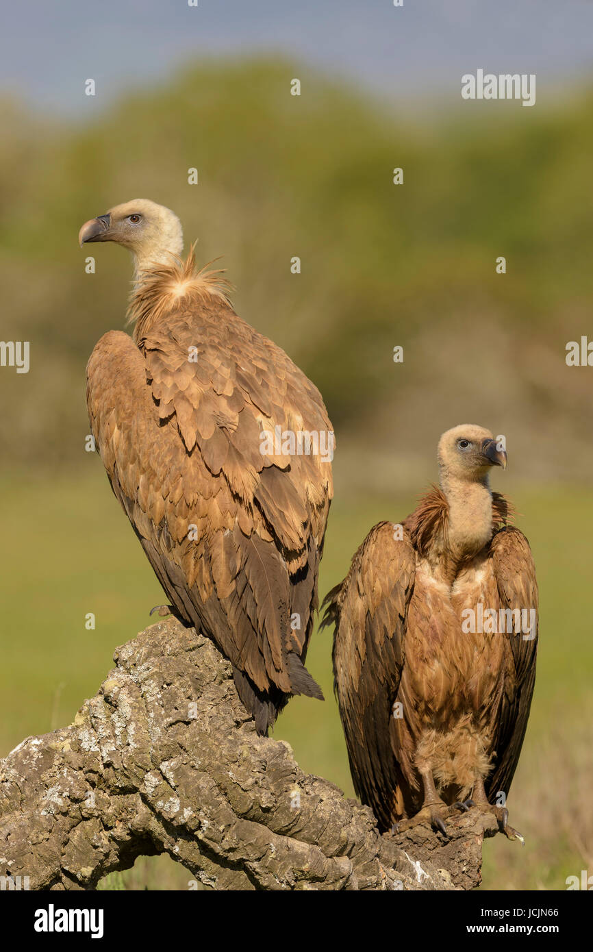 Grifoni (Gyps fulvus), i capretti sul ramo di una quercia da sughero, Estremadura, Spagna Foto Stock