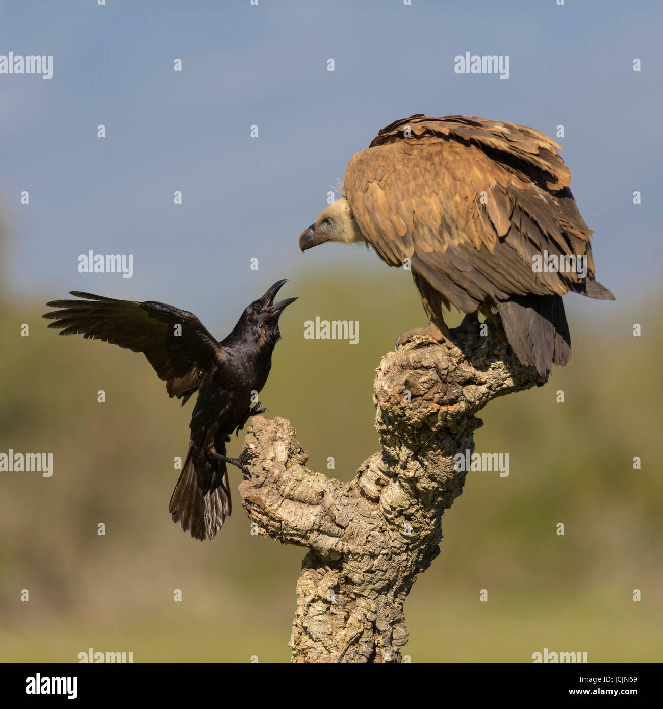 Grifone (Gyps fulvus), la delinquenza giovanile e il corvo imperiale (Corvus corax), combattendo sul ramo di una quercia da sughero, Estremadura, Spagna Foto Stock