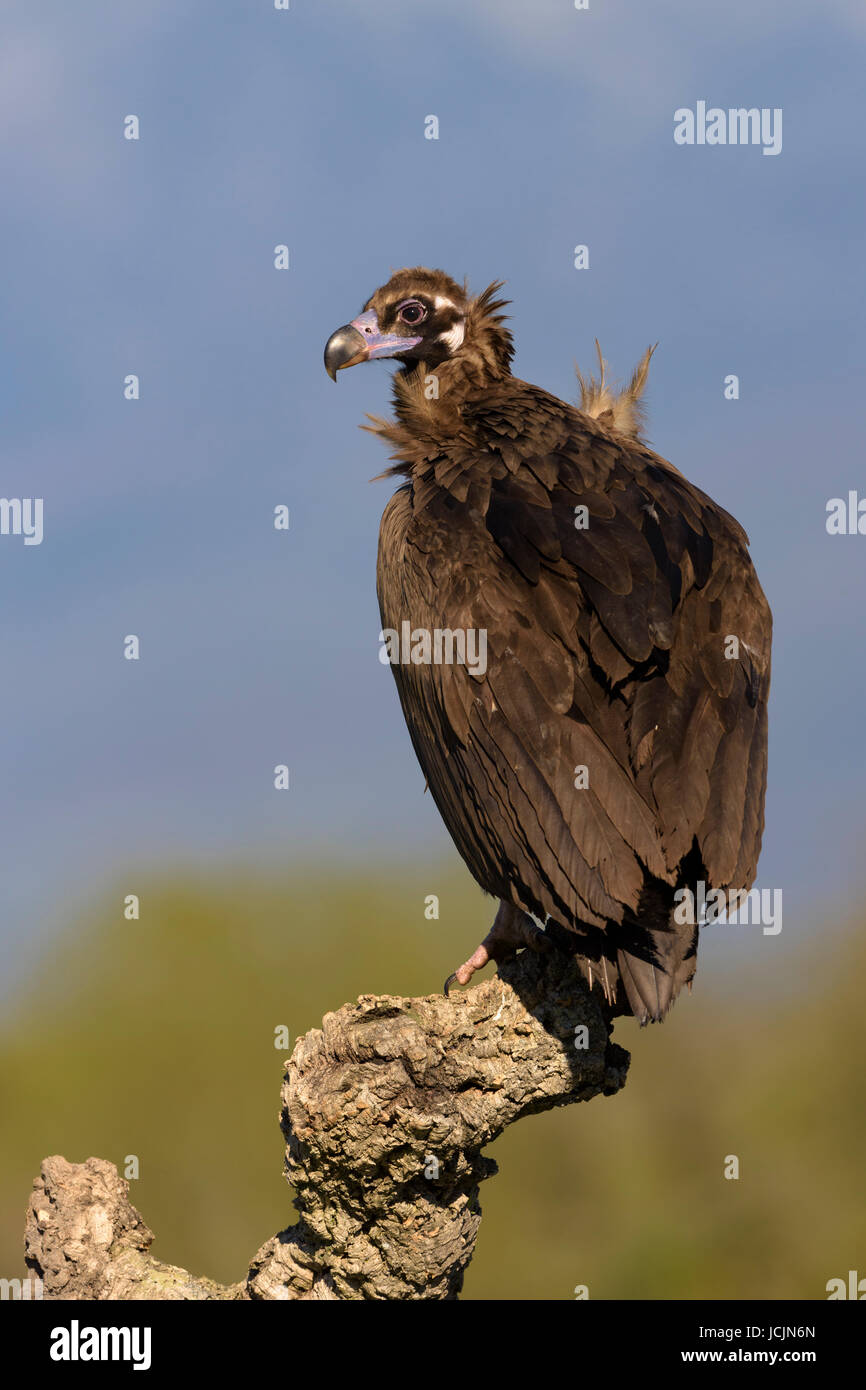 Avvoltoio monaco (Aegypius monachus) sul ramo di una quercia da sughero, Estremadura, Spagna Foto Stock