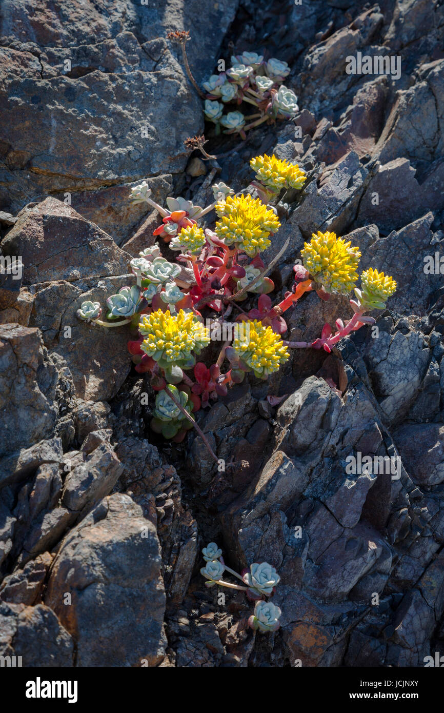 Succulente si aggrappano al cliffside presso gli oceani edge al punto San Giorgio lungo la California settentrionale costa vicino a Crescent City. Foto Stock