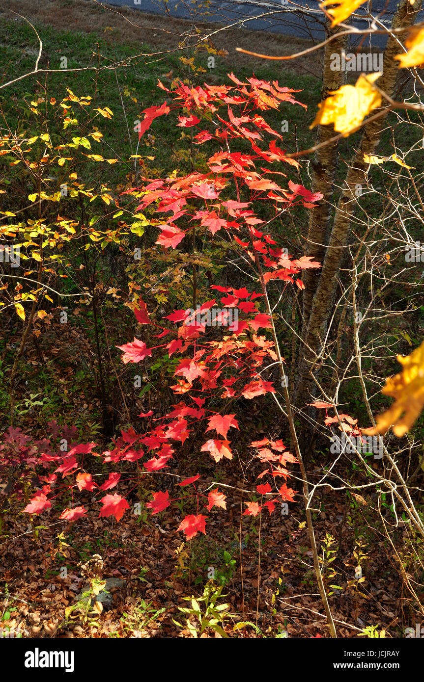 Il cambiamento di colore di autunno qui negli Stati Uniti Orientali Foto Stock