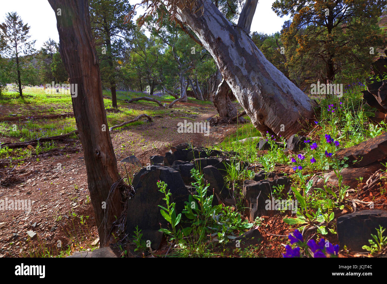 Foto scattata su una quattro giorni di vacanza nel mese di ottobre del 2016 durante il soggiorno a Willow Springs Station, Jackaroos Cottage, Flinders Ranges , South Australia Foto Stock