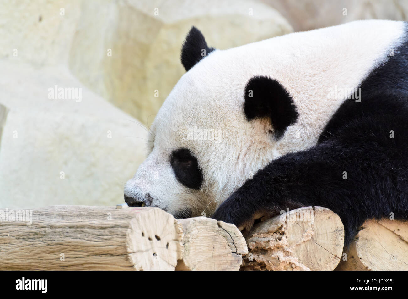 Panda di dormire su un letto in legno felicemente Foto Stock