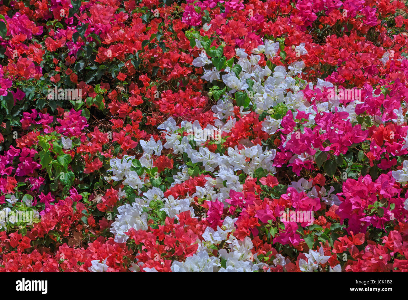 Il colore delle foglie di bougainvillea bush nel giardino Foto Stock