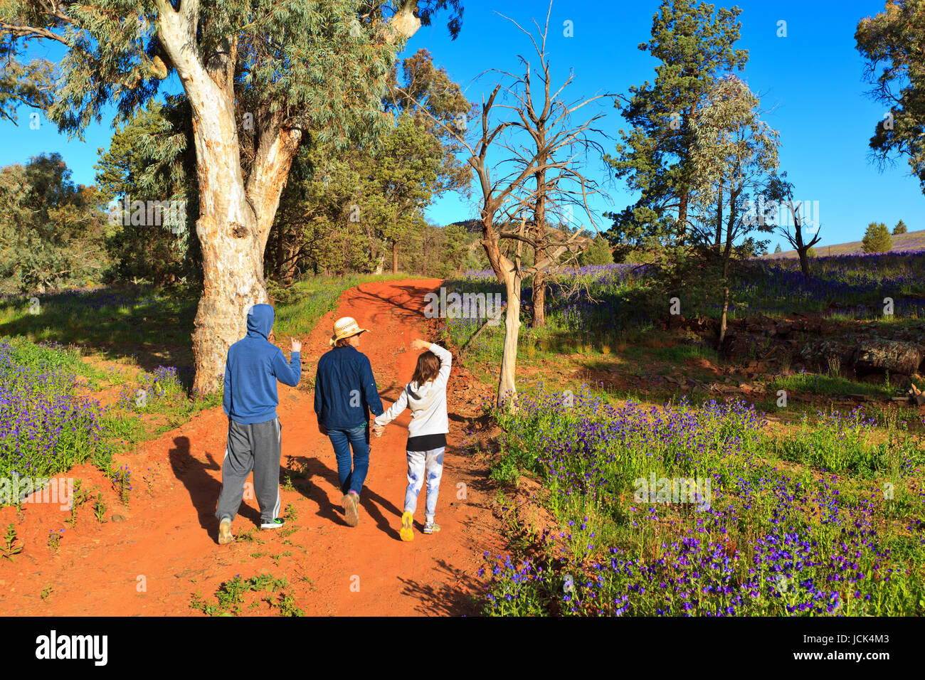 Foto scattata su una quattro giorni di vacanza nel mese di ottobre del 2016 durante il soggiorno a Willow Springs Station, Jackaroos Cottage, Flinders Ranges , South Australia Foto Stock