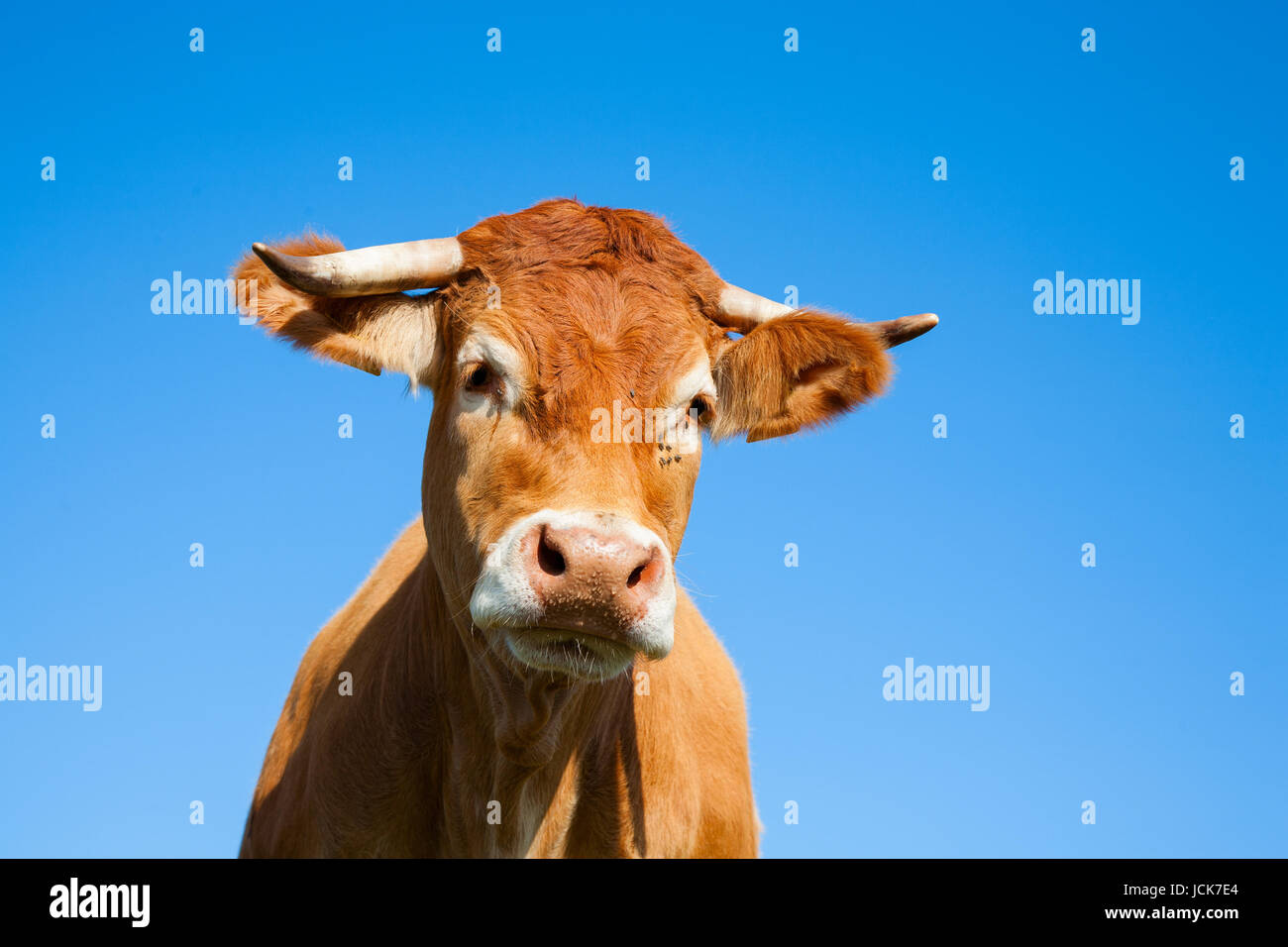 Limousin mucca nel prato Foto Stock
