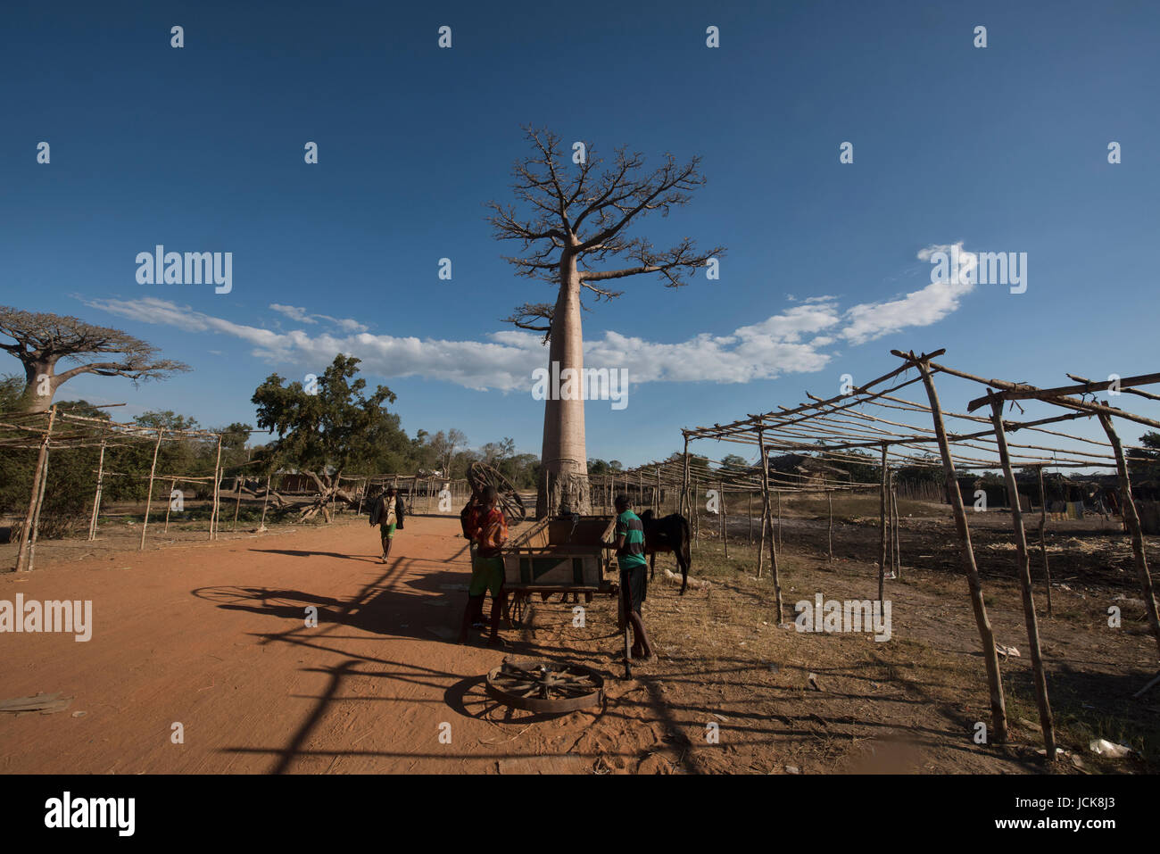 La vita sul viale di baobab, Madagascar Foto Stock