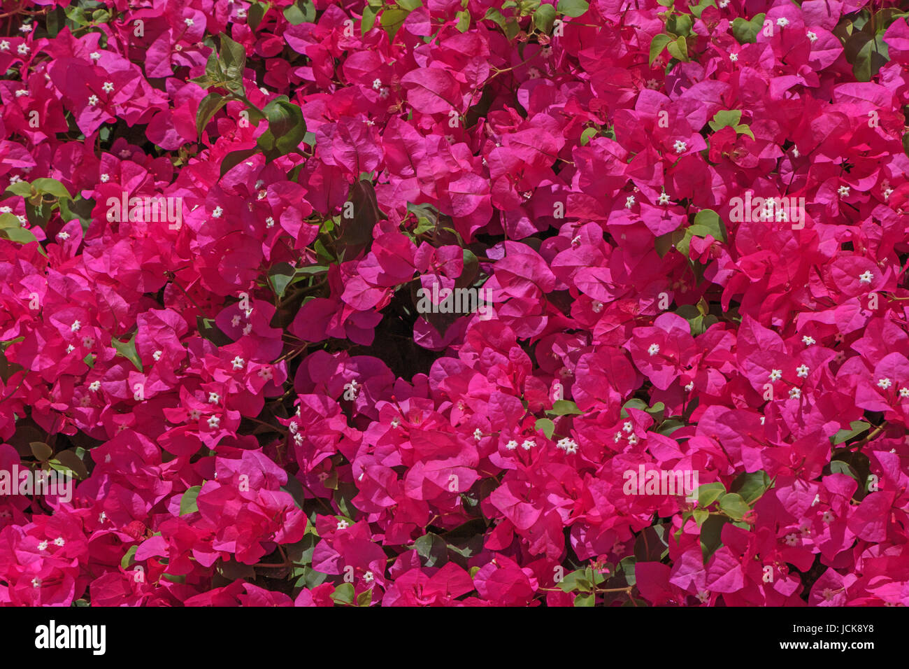 Foglie di magenta di bougainvillea bush nel giardino Foto Stock