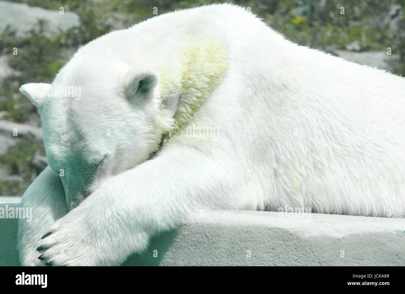 Orso polare dormire - non disturbare! Foto Stock