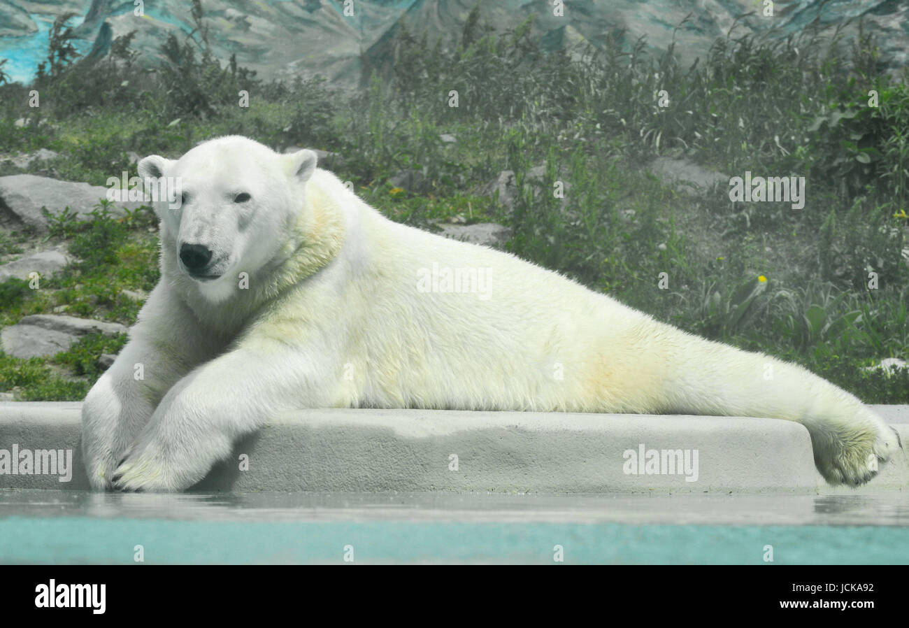 Orso polare guardando gustoso cameraman Foto Stock