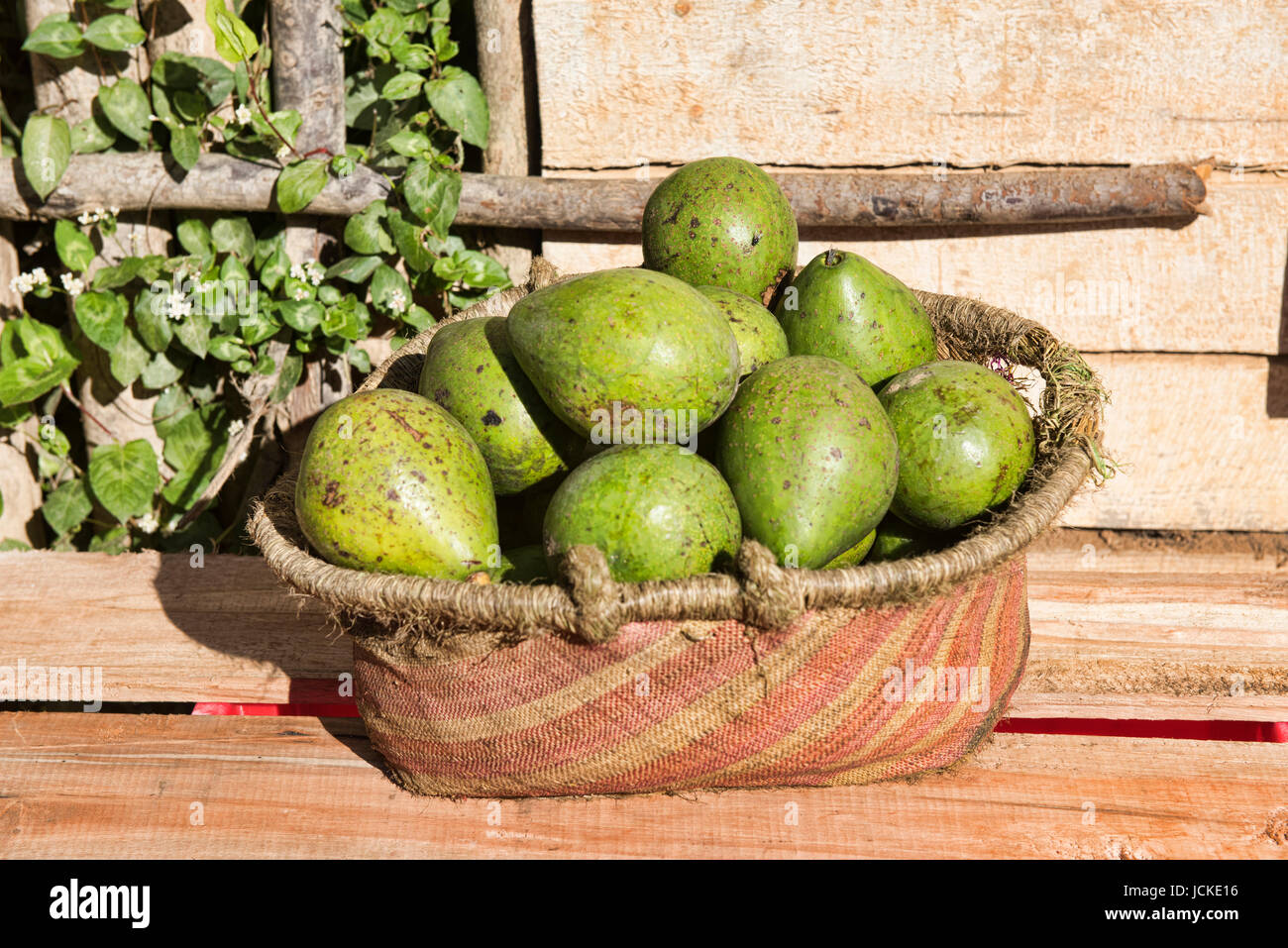 Cesto di avocado maturo, Andasibe, Madagascar Foto Stock