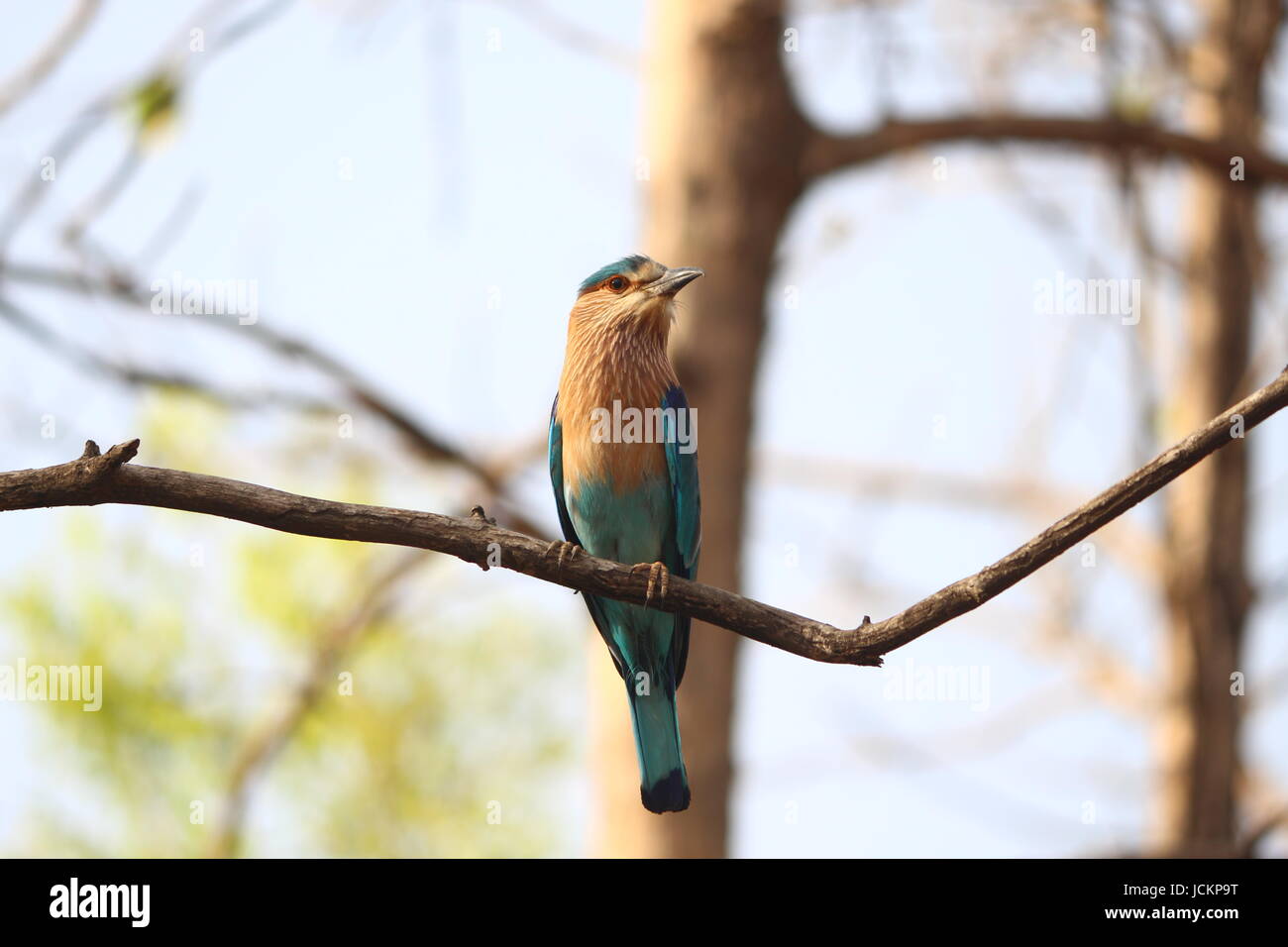 Un uccello blu seduto su un ramo di un albero nel mezzo di caduta. Foto Stock