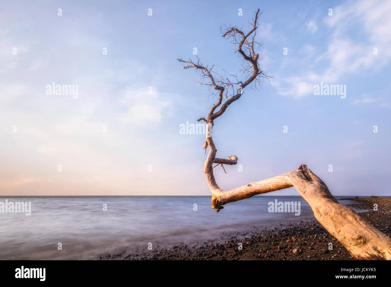 Albero morto su una spiaggia Foto Stock