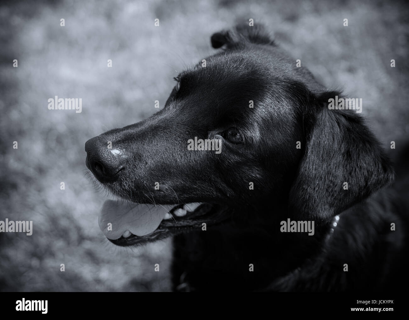 Giovane nero di laboratorio o di razza cane in bianco e nero. Foto Stock